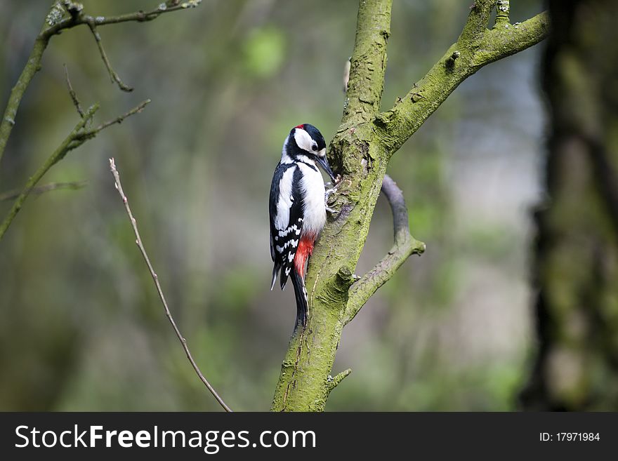 A beautiful Spotted Woodpecker chiseling away at the branch of a tree. A beautiful Spotted Woodpecker chiseling away at the branch of a tree