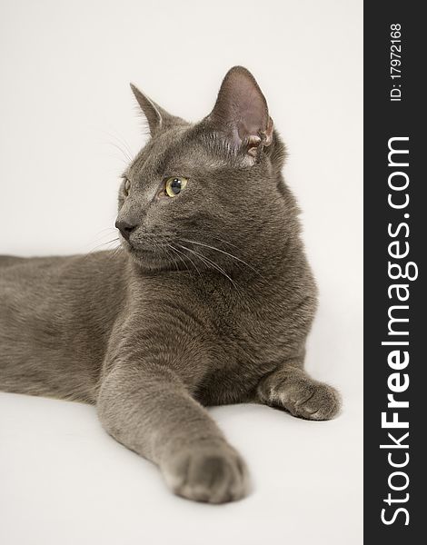 Portrait of cat on gray background