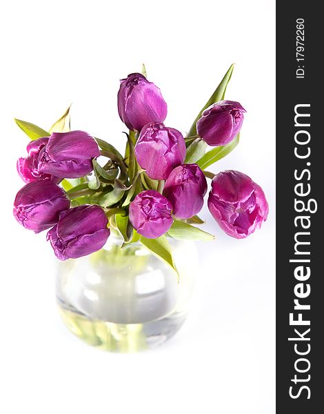 Bouquet of violet tulips over white background