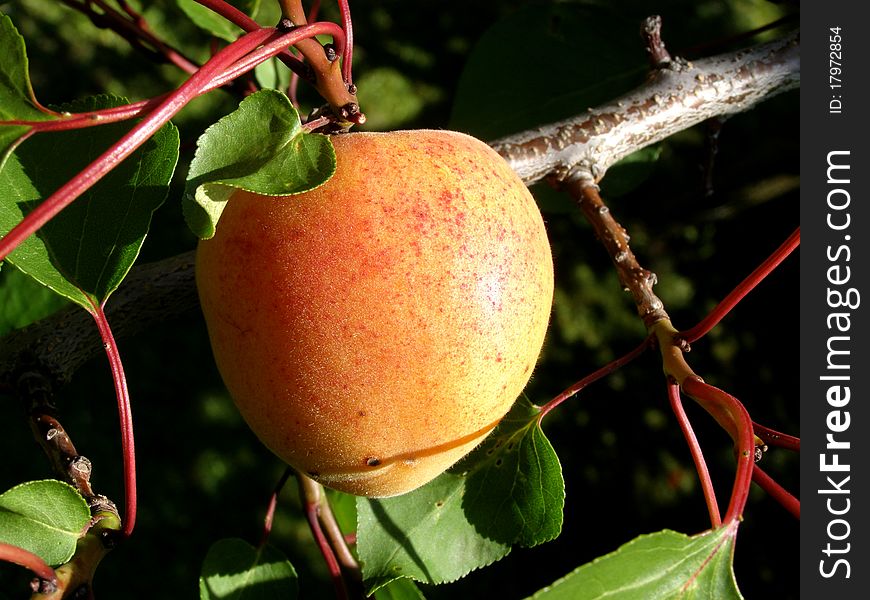 Detail photo of the peach tree background