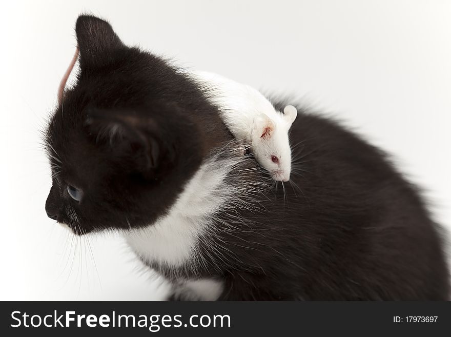 Little black kitten and grey mouse on white background. Little black kitten and grey mouse on white background