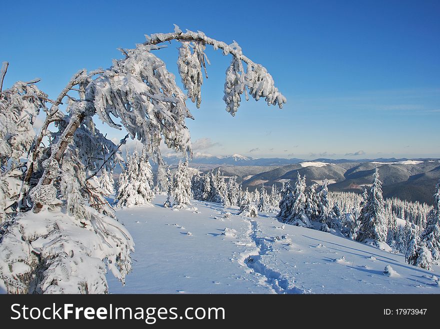 Winter  Firs Under Snow