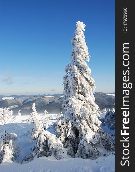 Winter firs under snow in a mountain landscape. Winter firs under snow in a mountain landscape