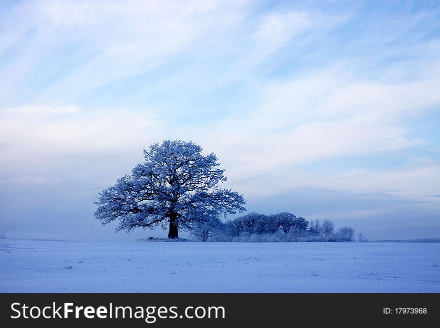 Big oak in a snowy cold field in norway. Big oak in a snowy cold field in norway