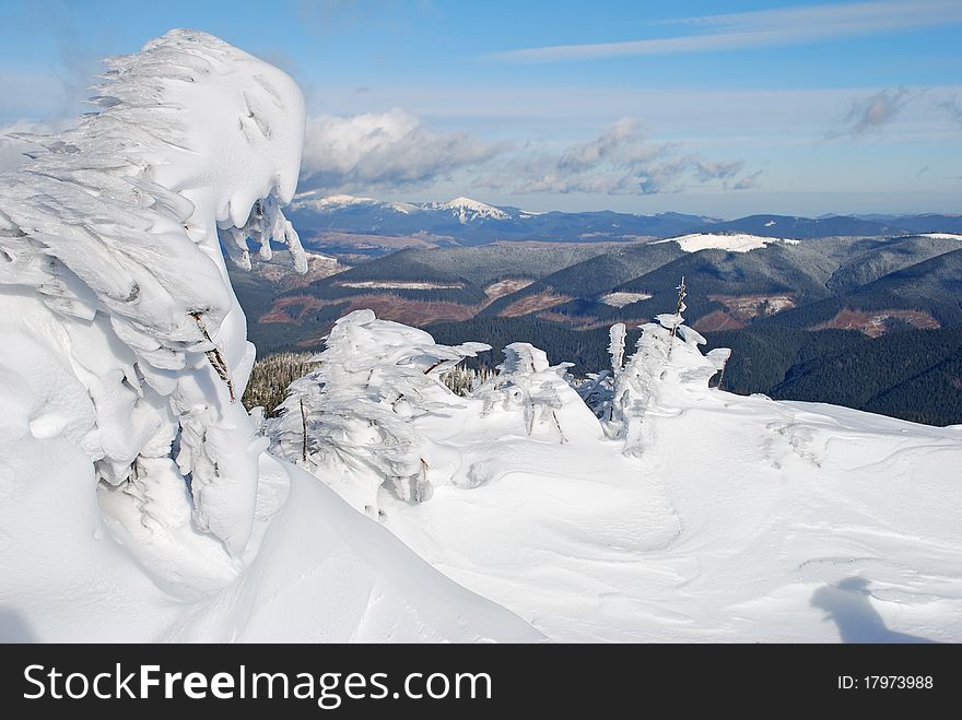 Winter firs under snow in a mountain landscape. Winter firs under snow in a mountain landscape