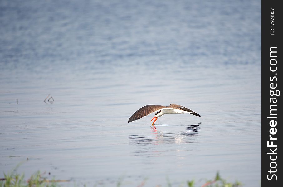 African Skimmer (Rynchops Flavirostris)