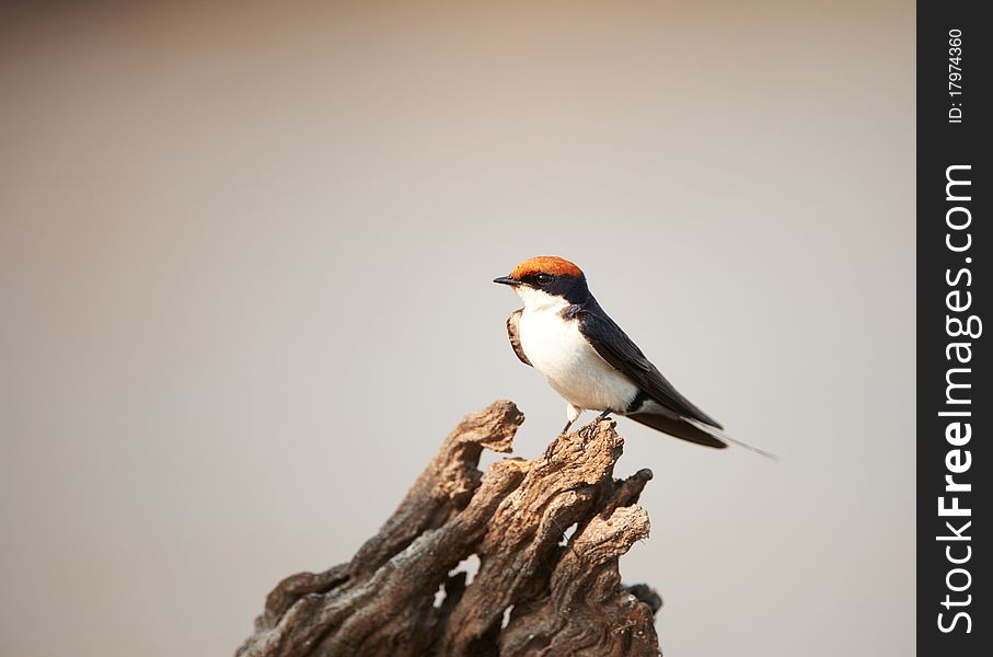 Wire-tailed Swallow (Hirundo smithii) sitting on a tree stump in Botswana