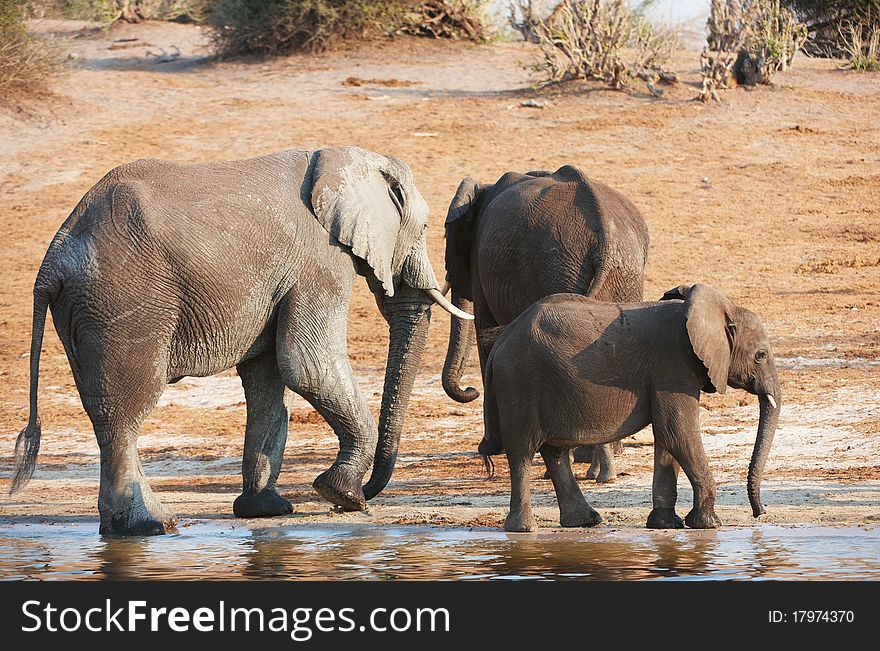 Group Of Large And Small African Elephants