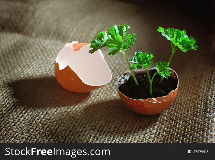 New seedlings growing from an egg. New seedlings growing from an egg