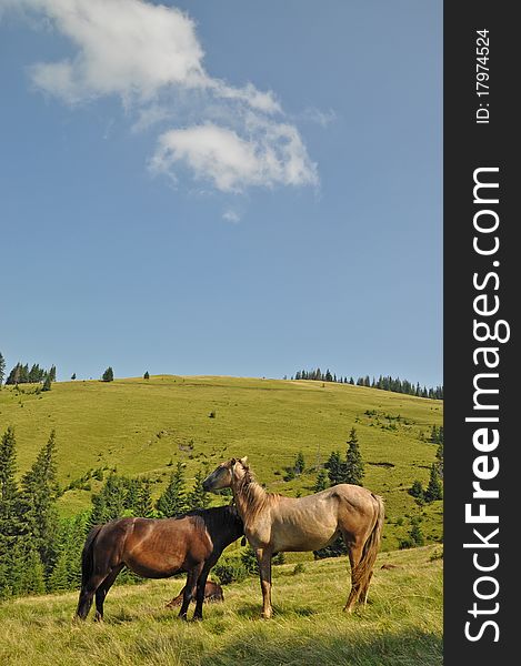 Horses on a hillside in a summer landscape under the dark blue sky