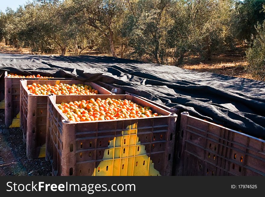 Background of orange tangerine fruits . Market. Background of orange tangerine fruits . Market.