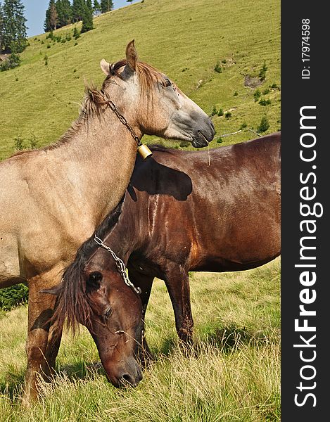 Horses on a hillside in a summer landscape under the dark blue sky