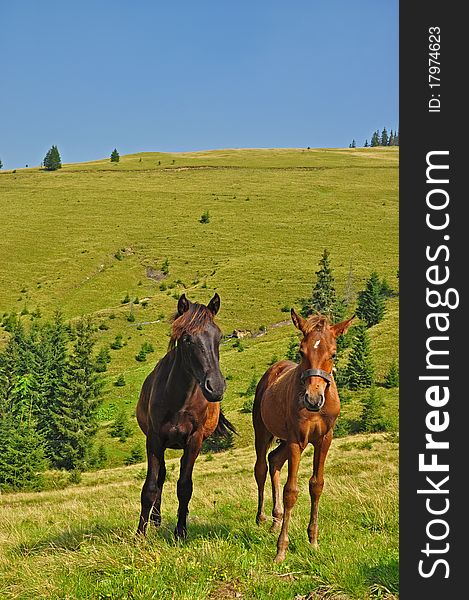 Horses on a hillside in a summer landscape under the dark blue sky