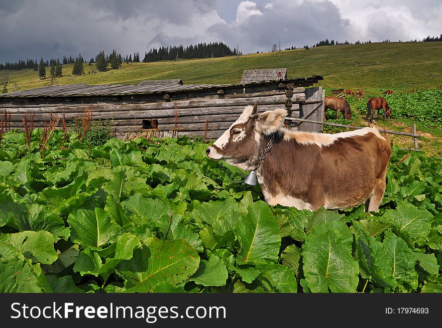 Cow on a mountain pasture