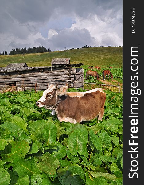 Cow on a mountain pasture in a shelter against wood.