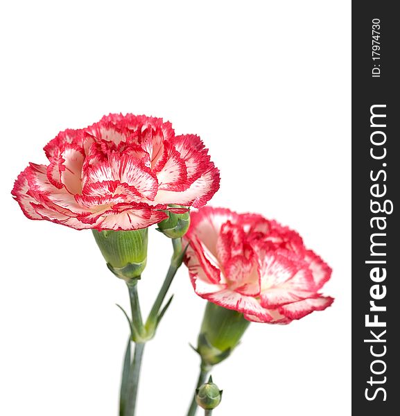 Pink carnations on a white background