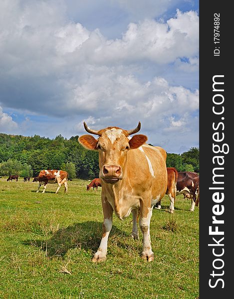 A cows on a summer pasture in a rural landscape