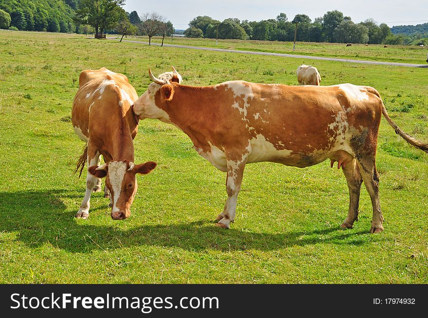 A cows on a summer pasture in a rural landscape