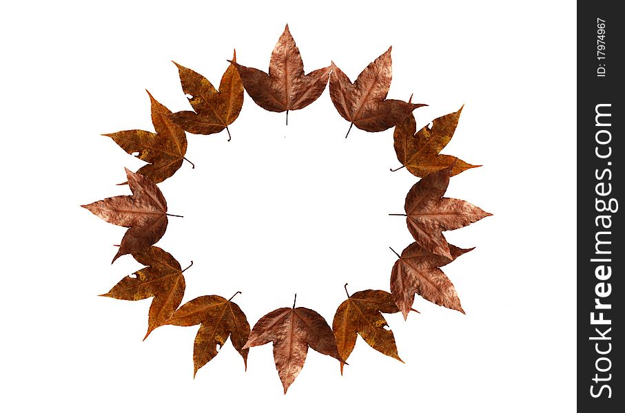 Circle maple leaves isolated on white background