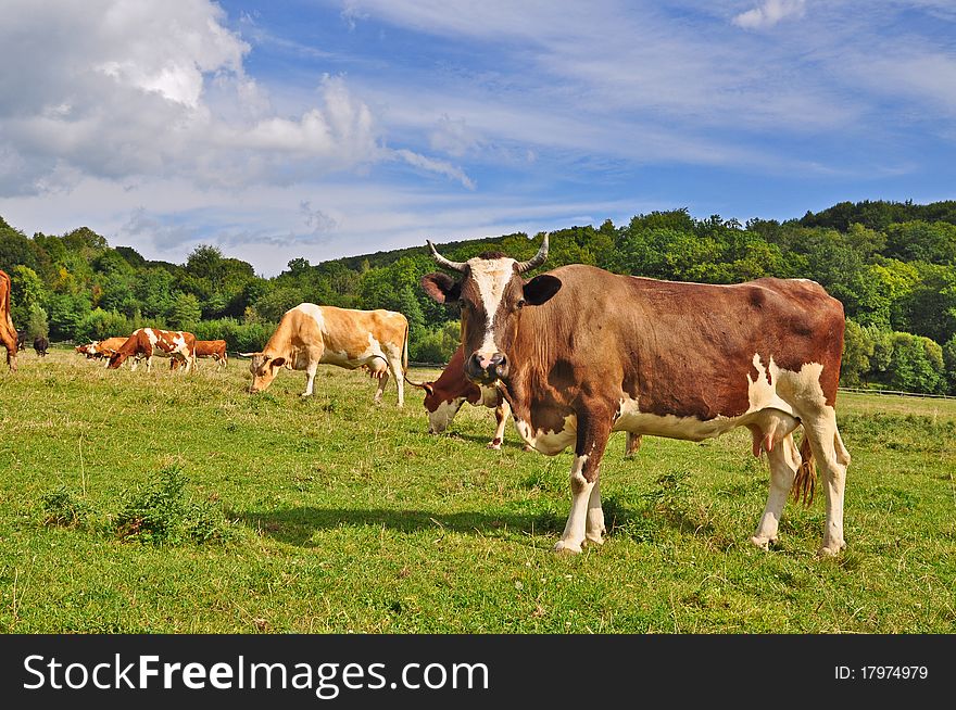 A cows on a summer pasture in a rural landscape