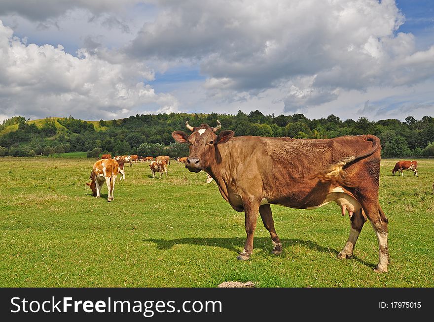 Cows On A Summer Pasture