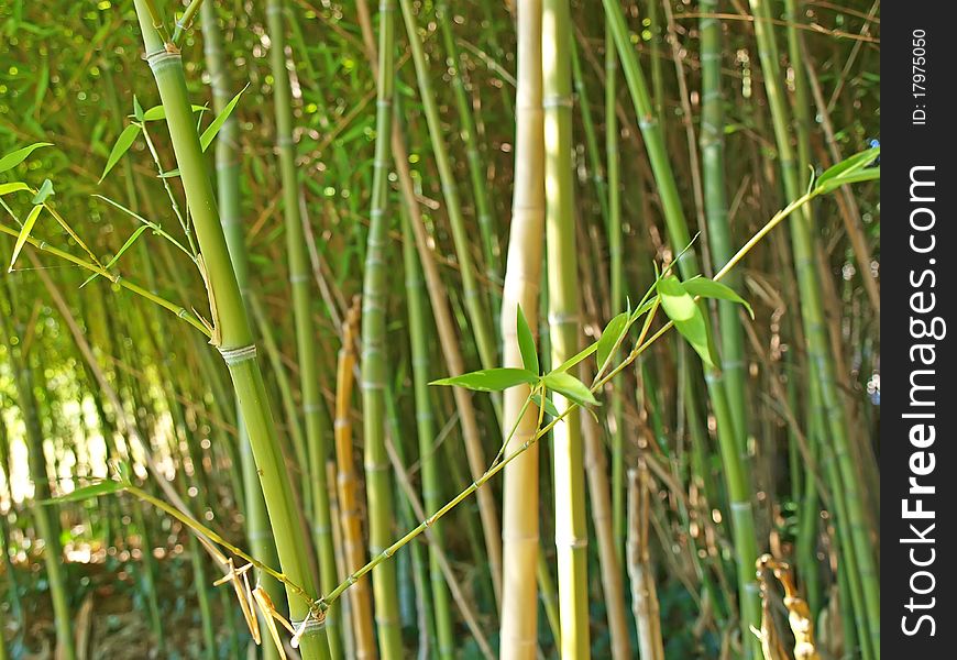 Bamboo grove. Can be used as a background. Bamboo grove. Can be used as a background