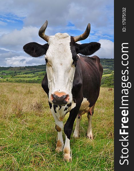 A cow on a summer pasture in a rural landscape