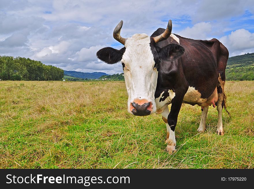 A cow on a summer pasture in a rural landscape