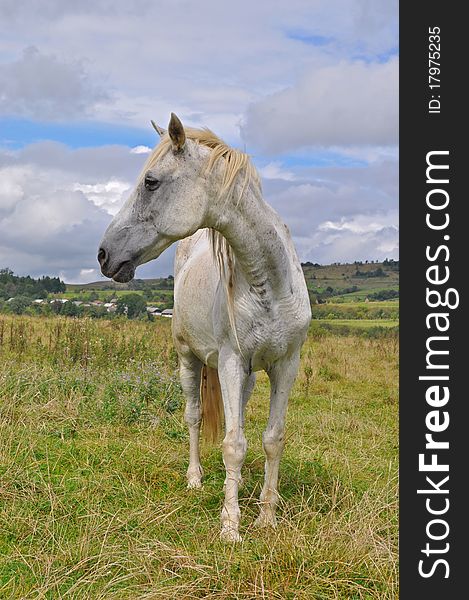 A horse on a summer pasture in a rural landscape under clouds. A horse on a summer pasture in a rural landscape under clouds