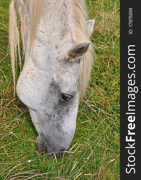 Horse  On A Summer Pasture