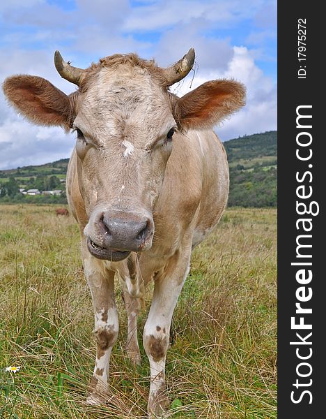 A cow on a summer pasture in a rural landscape