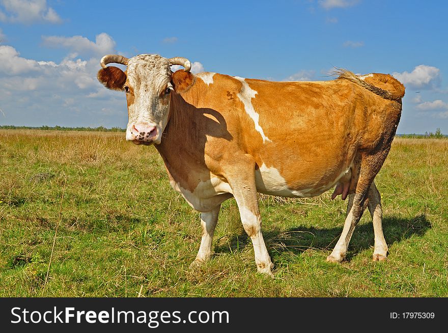 A cow on a summer pasture in a rural landscape