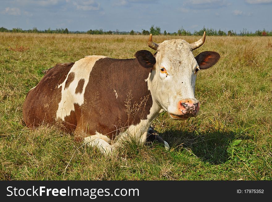 Cow On A Summer Pasture