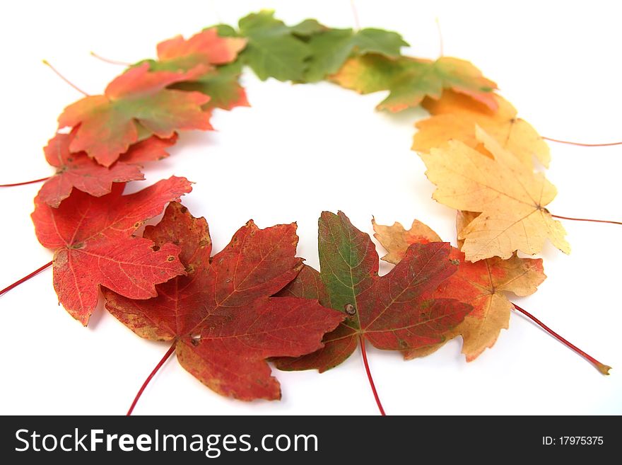 Autumn  bright-colored leaves