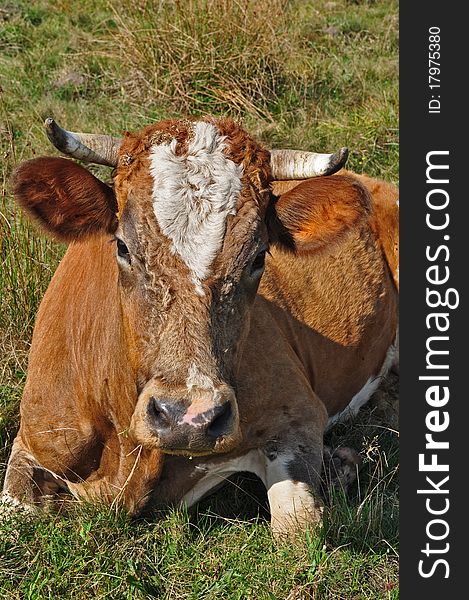 A cow on a summer pasture in a rural landscape