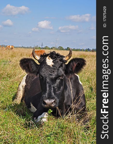 A cow on a summer pasture in a rural landscape