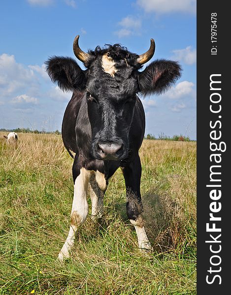 A cow on a summer pasture in a rural landscape