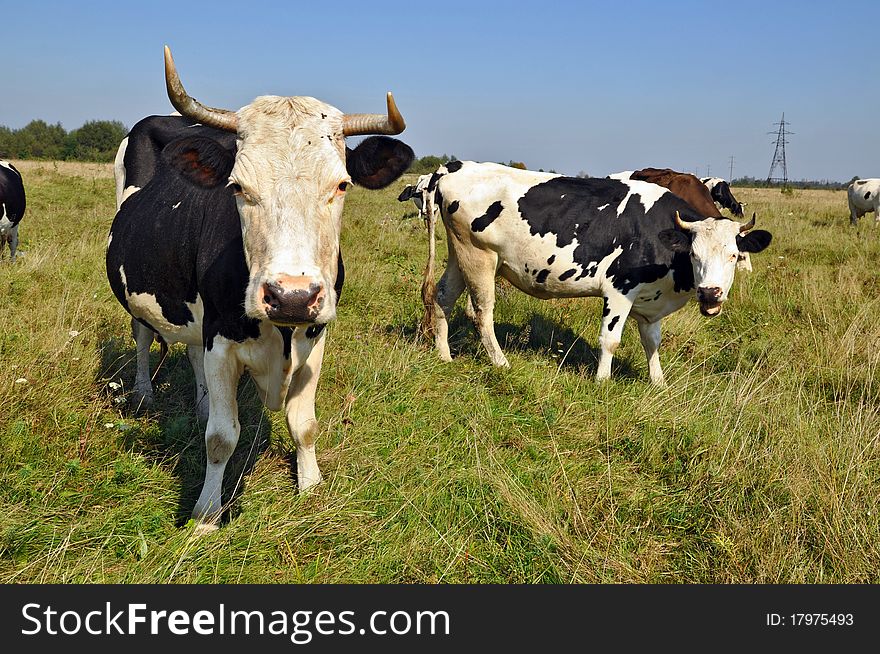 A cows on a summer pasture in a rural landscape