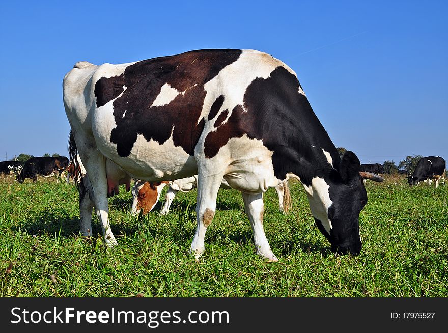 A cows on a summer pasture in a rural landscape