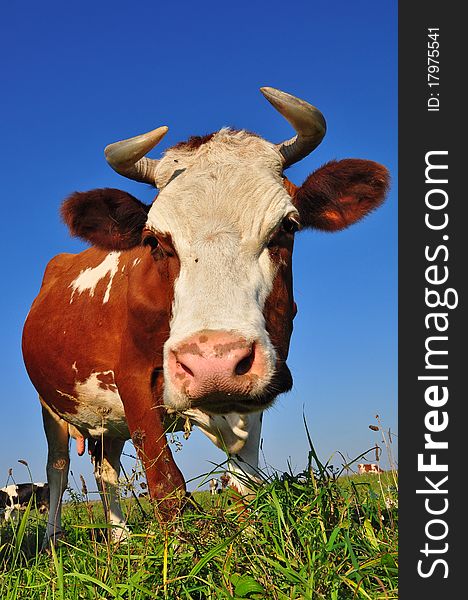 A cow on a summer pasture in a rural landscape