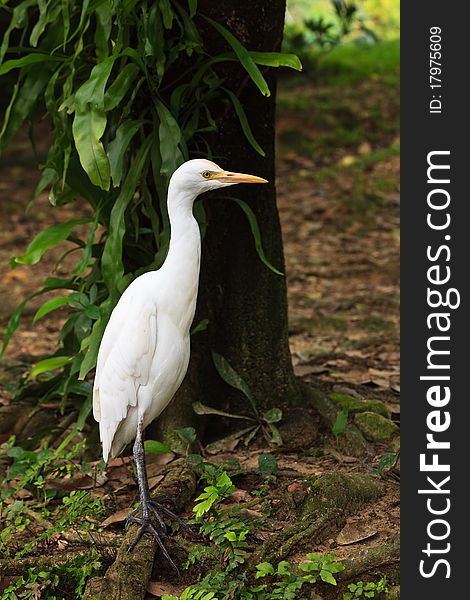 White Cattle Egret Bird On The Ground