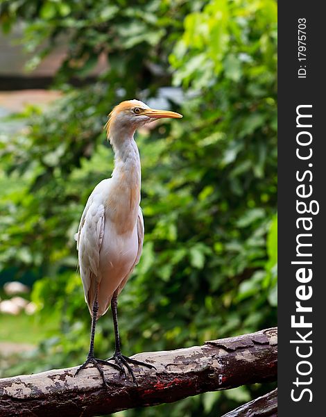 White cattle egret bird ona fence