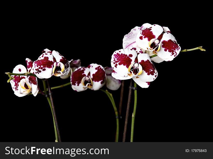 Beautiful orchids, isolated on black