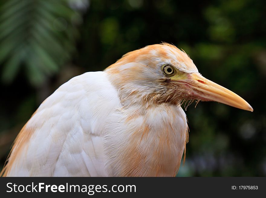 White Cattle Egret Bird In Close Up