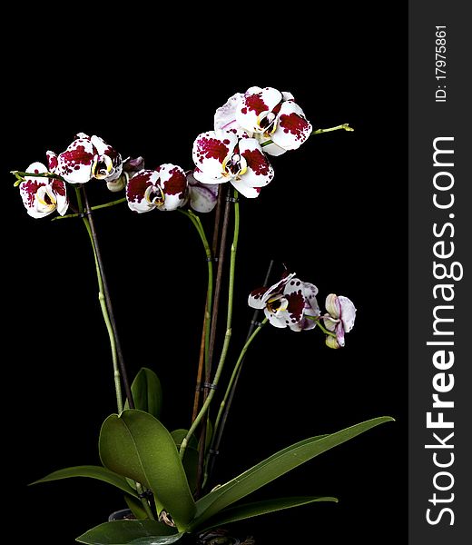 Beautiful orchids, isolated on black