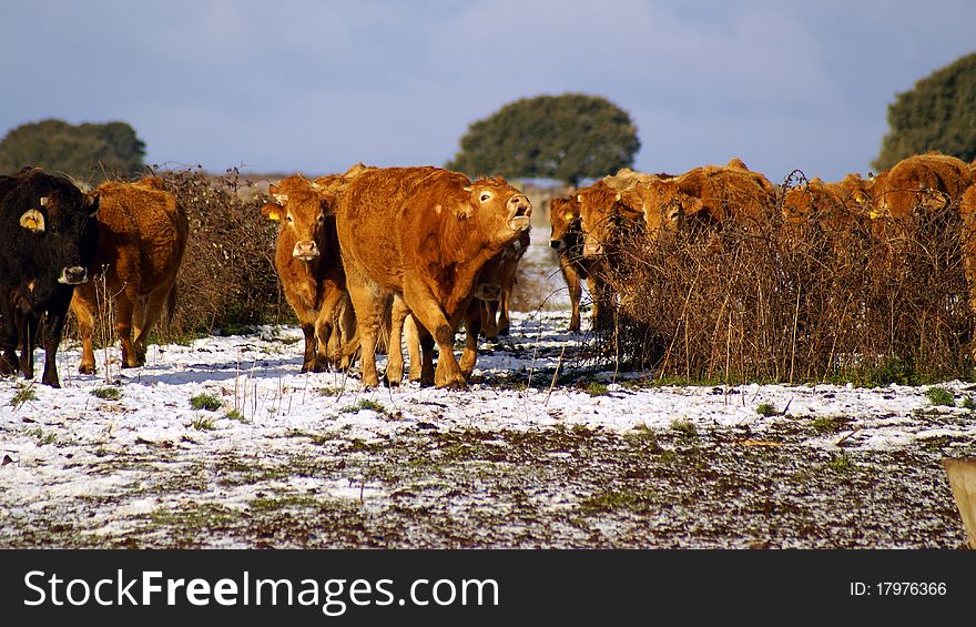A herd of cows moving in the snowy terrain