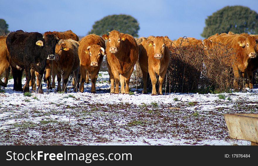 A herd of cows moving in the snowy terrain