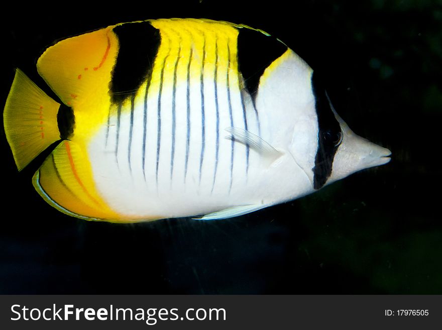 Blackwedged Butterflyfish (Chaetodon Falcula)