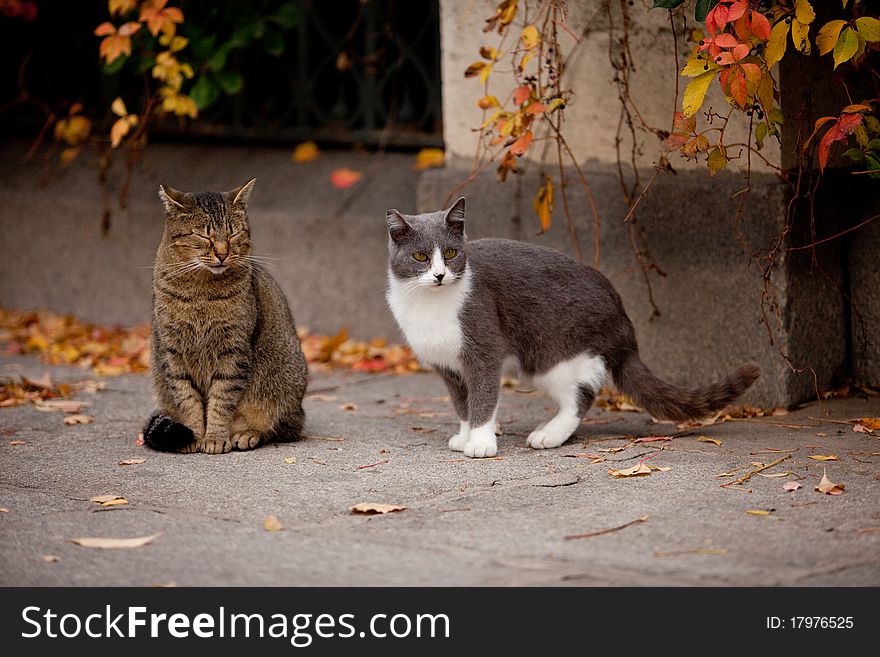 Cat and cat in the street