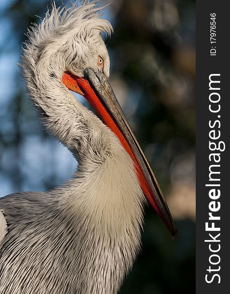 Dalmatian Pelican (Pelecanus crispus) Portrait. Dalmatian Pelican (Pelecanus crispus) Portrait